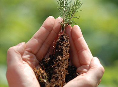 A Small Pine Tree is a beautiful thing - by Green Clean Colorado | Fort Collins, Colorado Natural Residential Cleaning Fort Collins, CO